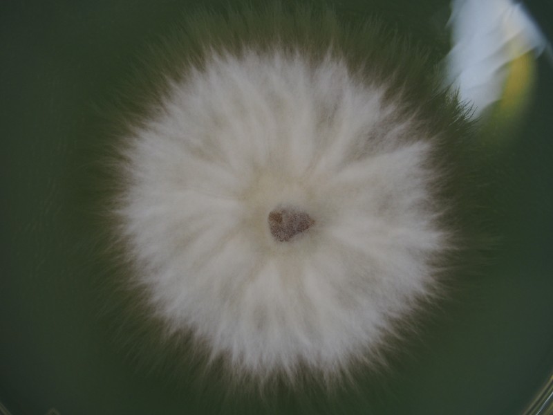 図11